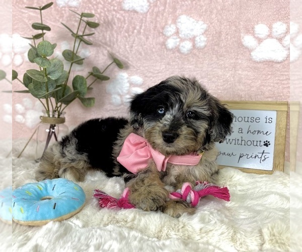 Medium Photo #3 Bernedoodle (Miniature) Puppy For Sale in NOBLESVILLE, IN, USA