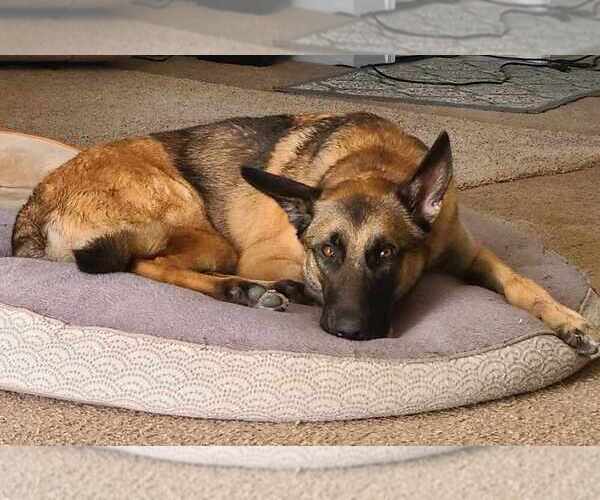 Medium Photo #5 Mutt Puppy For Sale in Imlay City, MI, USA