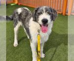 Small Irish Wolfhound Mix