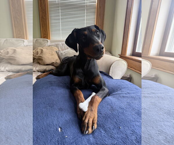 Medium Photo #4 Doberman Pinscher Puppy For Sale in Minneaoplis, MN, USA