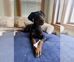 Small #3 Doberman Pinscher