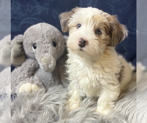 YorkiePoo Puppy for sale in GEORGETOWN, TX, USA