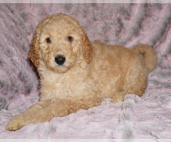 Medium Photo #7 Labradoodle mix (+ Poodle Standard) Puppy For Sale in LA HABRA, CA, USA
