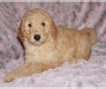 Small #6 Labradoodle mix (+ Poodle Standard)