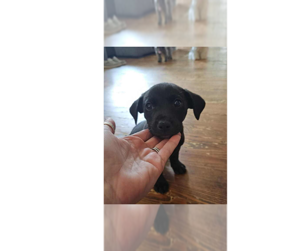 Medium Photo #6 Labrador Retriever-Unknown Mix Puppy For Sale in New York, NY, USA