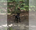 Small #1 Mutt