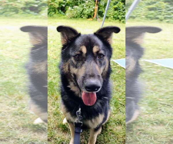 Medium Photo #4 Chow Chow-Unknown Mix Puppy For Sale in Darlington, MD, USA