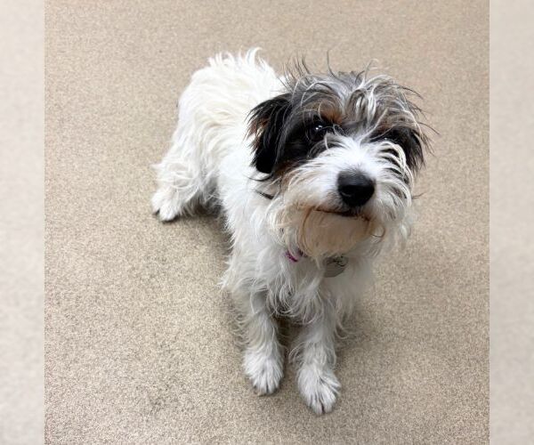 Medium Photo #1 Mutt Puppy For Sale in Aurora, CO, USA