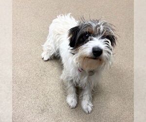 Mutt Dogs for adoption in Aurora, CO, USA