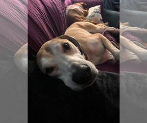 Great Dane-Unknown Mix Dogs for adoption in Germantown, OH, USA