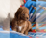 Small Photo #5 Goldendoodle Puppy For Sale in MILWAUKEE, WI, USA