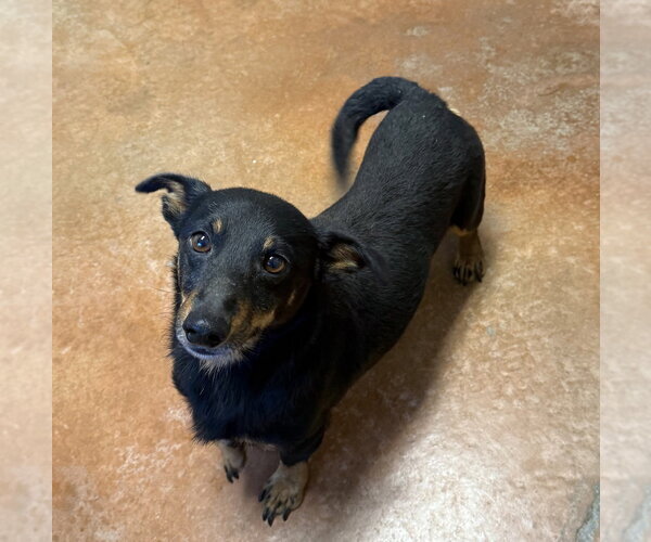 Medium Photo #1 Dachshund-Unknown Mix Puppy For Sale in Bolivar, MO, USA