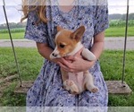 Small Photo #13 Pembroke Welsh Corgi Puppy For Sale in SHILOH, OH, USA