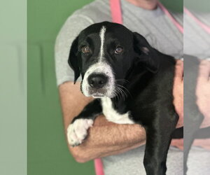 Hayride available 10/24 - Male Labbe Dog for Adoption