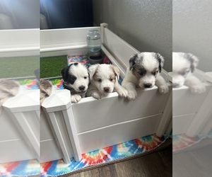 Miniature Australian Shepherd Litter for sale in ANTHONY, FL, USA
