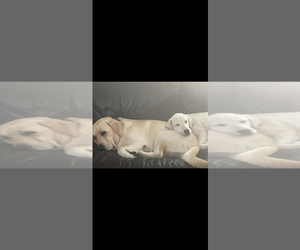 Father of the Labrador Retriever puppies born on 12/13/2024