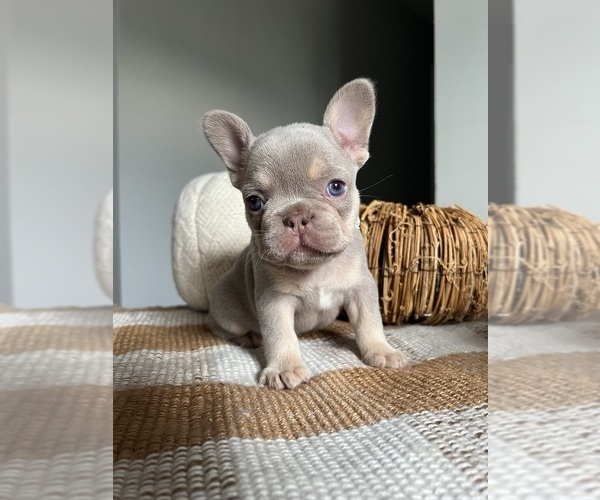 Medium Photo #1 French Bulldog Puppy For Sale in BELLE CHASSE, LA, USA