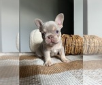 Puppy 5 French Bulldog