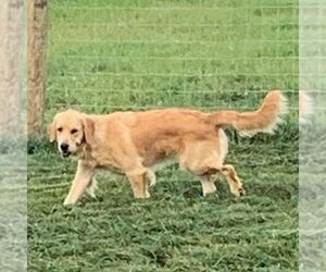 Mother of the Goldendoodle puppies born on 05/24/2025
