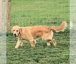 Small Photo #1 Goldendoodle Puppy For Sale in GORDONVILLE, PA, USA