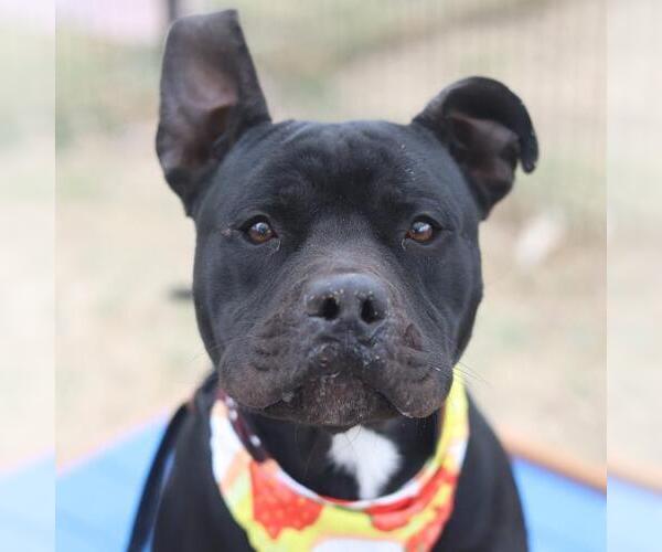 Medium Photo #1 American Staffordshire Terrier-Unknown Mix Puppy For Sale in San Antonio, TX, USA