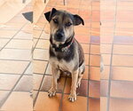 Small Photo #2 Bogle Puppy For Sale in San Diego, CA, USA