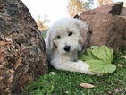 Small Photo #4 Goldendoodle Puppy For Sale in VACAVILLE, CA, USA
