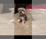 Small Photo #1 Yorkshire Terrier Puppy For Sale in HAZEN, AR, USA