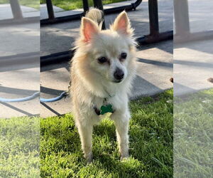 Buttercup - Female Chiranian Dog for Adoption - Photo #2