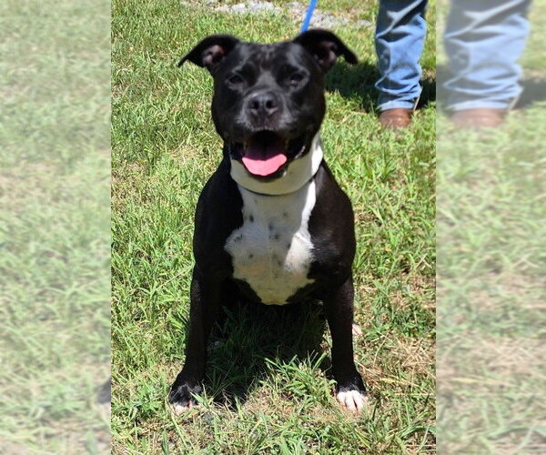 Medium Photo #1 American Pit Bull Terrier-Unknown Mix Puppy For Sale in Wetumpka, AL, USA