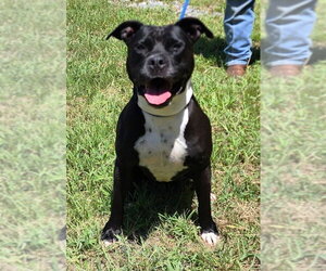 American Pit Bull Terrier-Unknown Mix Dogs for adoption in Wetumpka, AL, USA