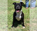 Small American Pit Bull Terrier Mix