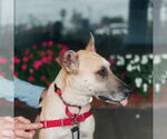 Small #2 German Shepherd Dog Mix