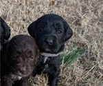 Small Photo #61 Boykin Spaniel-Goldendoodle Mix Puppy For Sale in MORGANTON, NC, USA