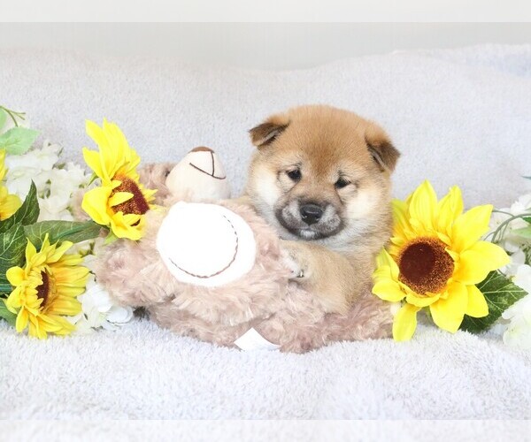 Medium Photo #2 Shiba Inu Puppy For Sale in ORONOGO, MO, USA