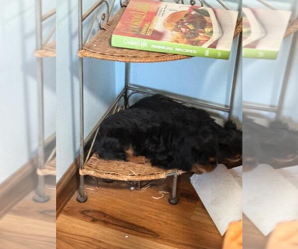 Medium Photo #1 Cavalier King Charles Spaniel Puppy For Sale in SOLON, OH, USA