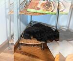 Small Cavalier King Charles Spaniel