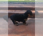 Small #6 Yorkshire Terrier