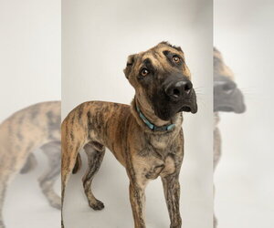 Mutt Dogs for adoption in Rowlett, TX, USA