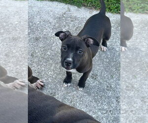 Lisa  (Simpsons 3) - Female Mutt Dog for Adoption - Photo #5