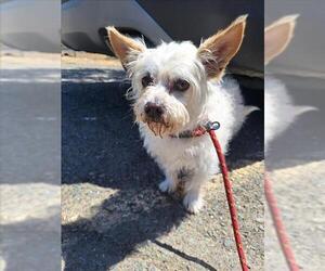 Mutt Dogs for adoption in Woodland, CA, USA
