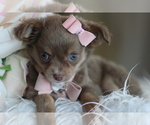 Small #3 Chihuahua