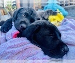 Small Photo #8 Labrador Retriever Puppy For Sale in MANTECA, CA, USA