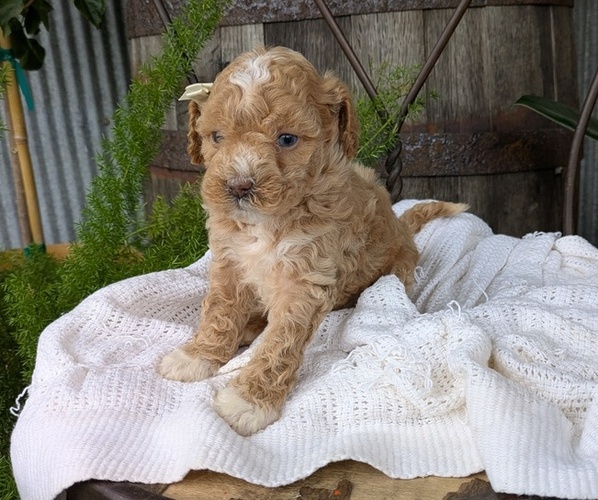 Medium Photo #6 Cavapoo Puppy For Sale in GOSHEN, IN, USA
