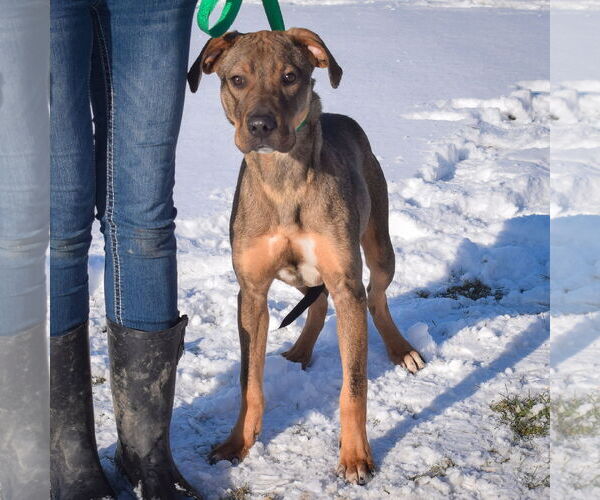 Medium Photo #4 Shepradors Puppy For Sale in Huntley, IL, USA