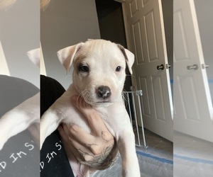 American Staffordshire Terrier-Unknown Mix Puppy for sale in MESQUITE, TX, USA