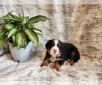 Puppy 0 Bernese Mountain Dog