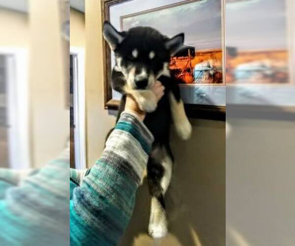 Medium Photo #7 Siberian Husky Puppy For Sale in WILDOMAR, CA, USA