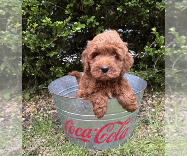 Medium Photo #4 Goldendoodle (Miniature) Puppy For Sale in MIDDLEBURY, IN, USA