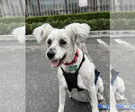 Small Poodle (Miniature) Mix